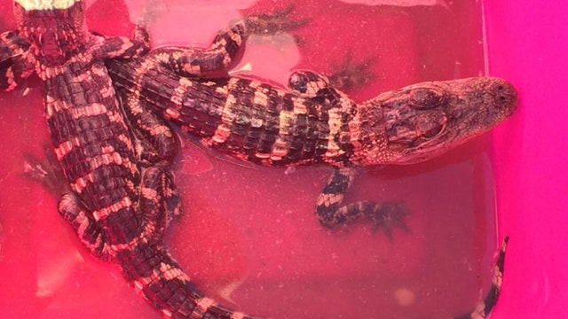 Long Island animal amnesty event brings in 3 alligators, 8 turtles