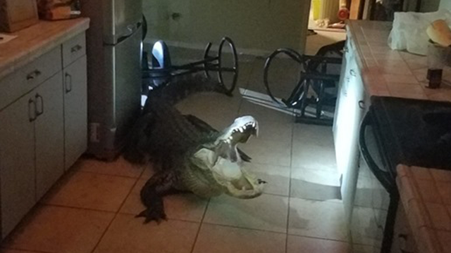 11-foot alligator breaks into Florida home