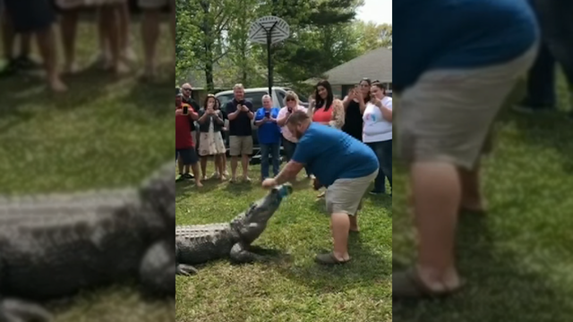 Family finds out they are having a boy with the help of a gator