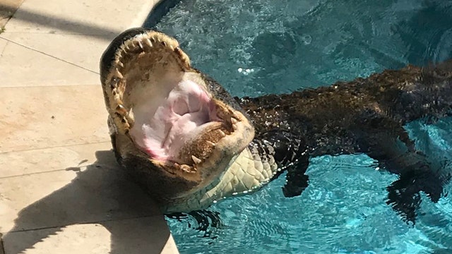 Alligator takes dip in Hillsborough County pool