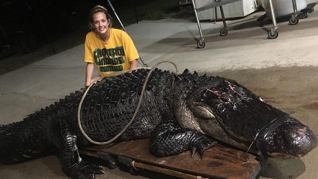 Massive 12-foot alligator found crossing Florida highway