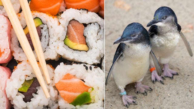 Police apprehend penguins who keep sneaking into sushi restaurant