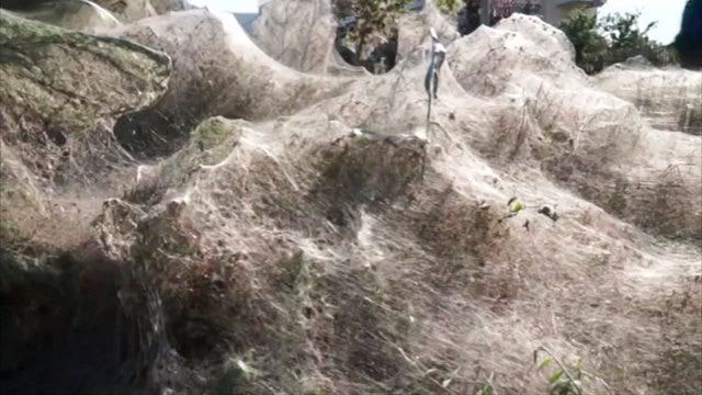 Greek spiders spin giant web over shore