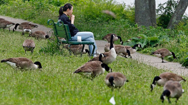 US cities increasingly dealing with goose poop problem