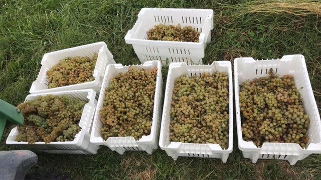 Winery loses grape harvest in nighttime heist