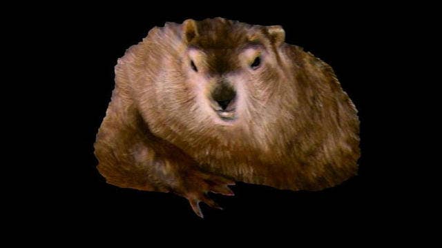 Groundhog run down by golf cart during police golf tournament