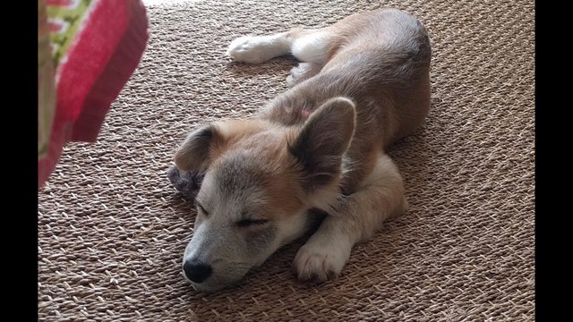 Free dog food for Long Islanders in need