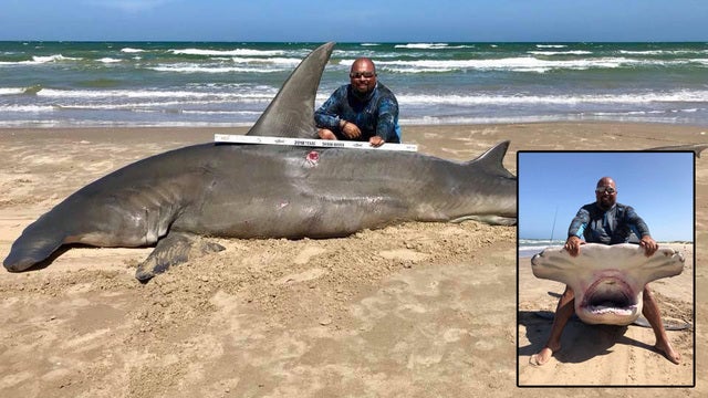 'Catch of multiple lifetimes': Texas man reels in 14-foot hammerhead shark