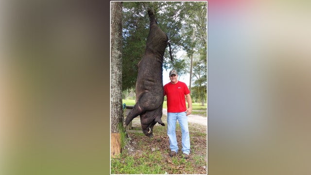Alabama man to display head of 820-pound hog shot in yard