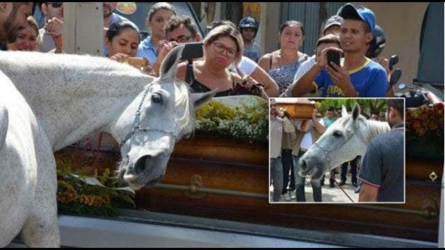 Horse lays its head on owner's coffin