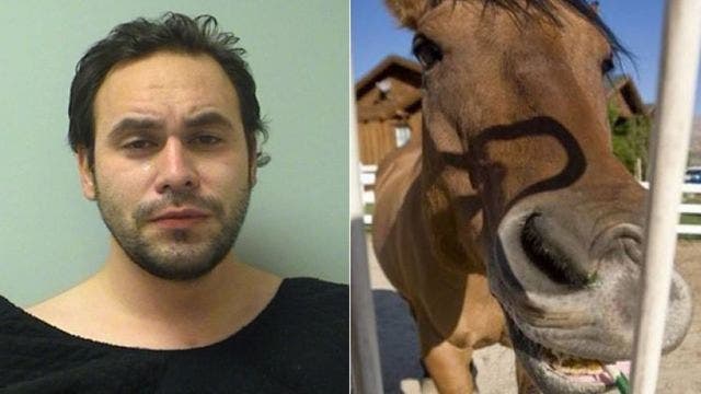 Police investigate sexual assault of pregnant horse