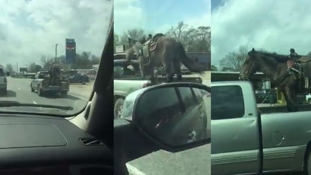 Video shows horse standing in bed of moving pickup truck in Texas