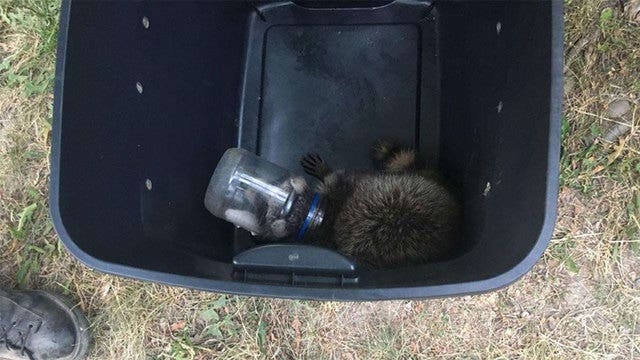 Firefighters rescue raccoon that got head stuck in mayo jar