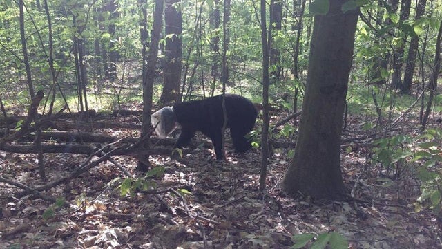 Bear with head stuck in jug for weeks