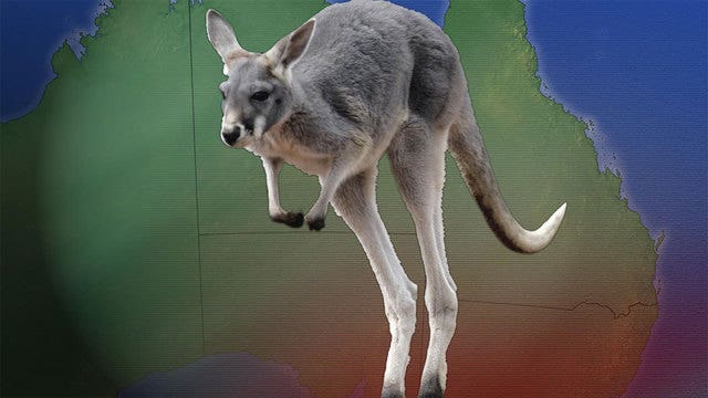 Cyclists injured when jumped by kangaroo