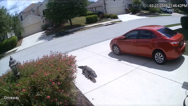 Surveillance video documents journey of wandering gator
