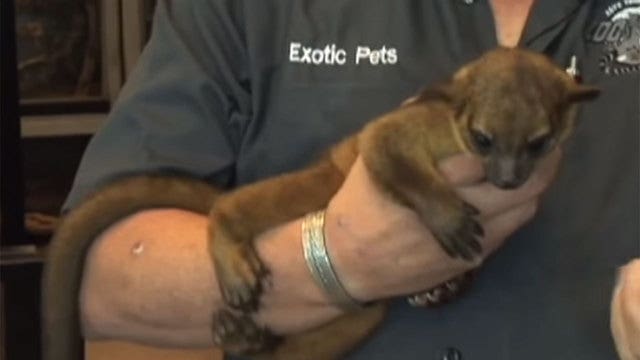 99-year-old woman wakes up to exotic animal on chest