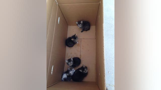 Crystal, Minn. public works crew finds 5 kittens in sealed box