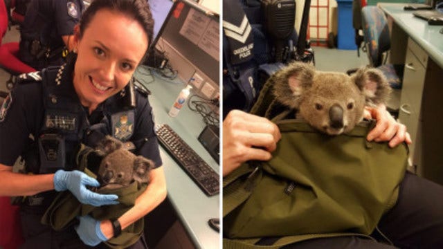 Police find baby koala in woman's purse