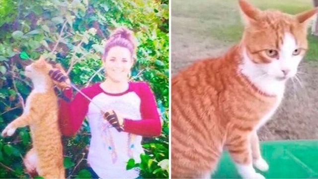 Veterinarian who killed cat with bow and arrow suspended