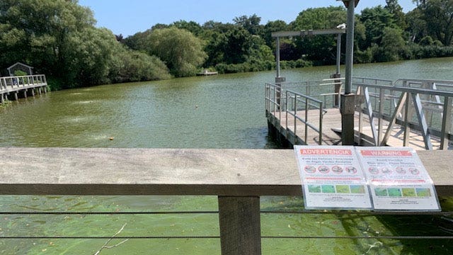 Toxic algae concerns Long Island communities