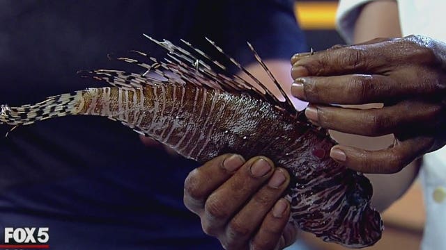 Venomous fish wildly popular at Manhattan eatery