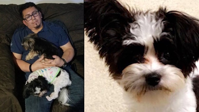 Veteran's therapy dog missing following car crash