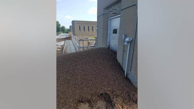 Dead mayflies leave massive mounds at Lock and Dam in Welch, Minnesota