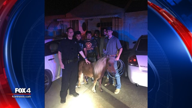 Police chase mini horse through Haltom City