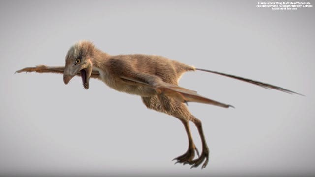 163-million-year-old fossil of tiny dinosaur with bat-like wings discovered in China