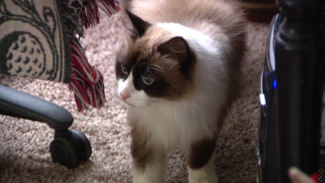 Cat named ‘Dick Cheney' found after missing for 14 months