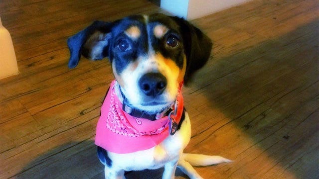 Mexican airline loses dog, launches FindMika campaign