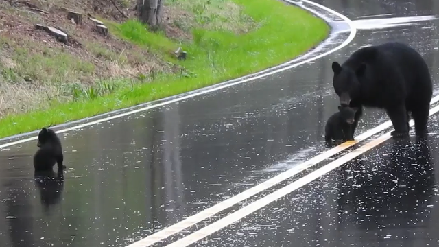 WATCH: Momma bear helps baby cubs cross the street safely