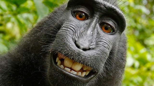 Judge: Monkey cannot own selfie photos copyright