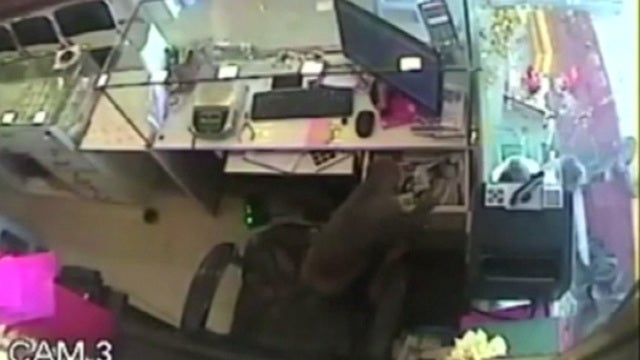 Monkey robs jewelry store