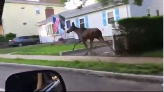 Moose spotted trotting down suburban Boston streets