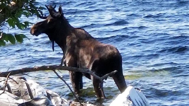 Moose crowded by onlookers on shore drowns