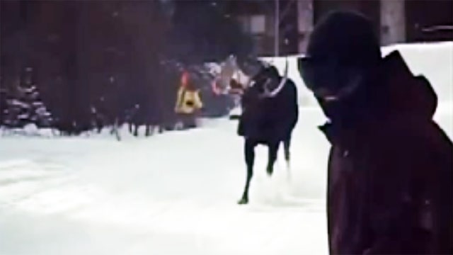 Video captures moose chasing skiers at Colorado resort