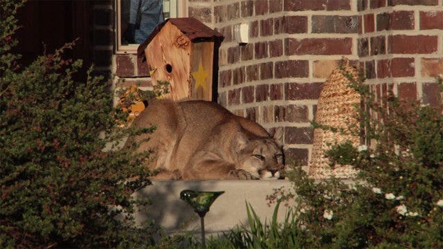 Mountain lion rests outside Utah front door