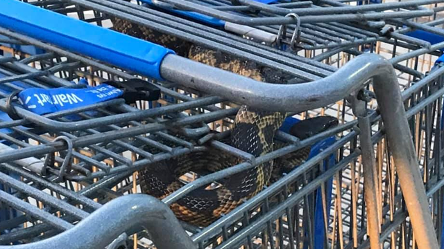 Walmart employee finds large rat snake hiding in shopping carts