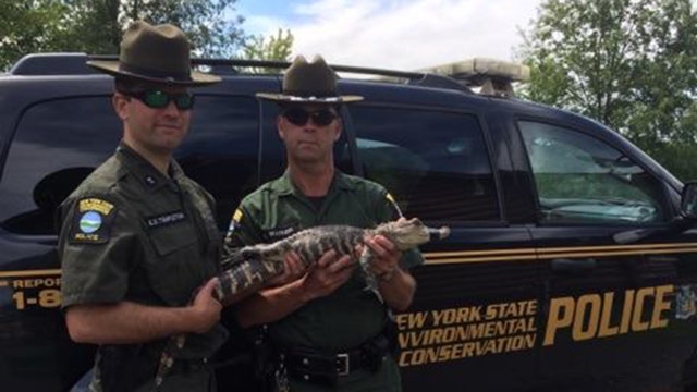 Alligator in New York river captured