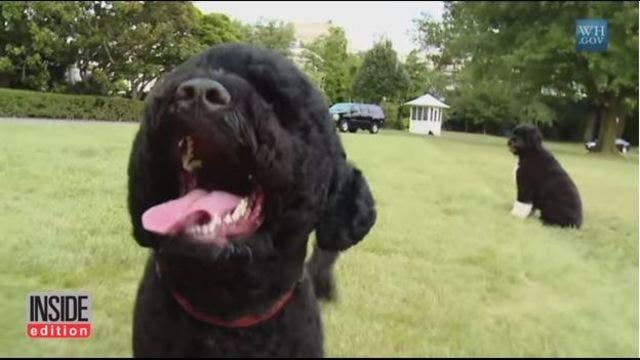 Obama dog bites White House visitor