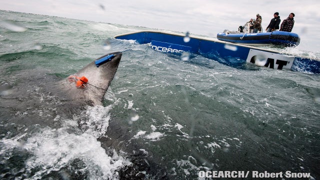 Scientists on shark expedition off Long Island
