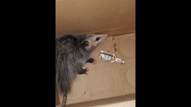 Opossum breaks into liquor store and gets drunk as a skunk