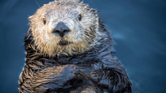 Aquarium apologizes for tweets about sea otter