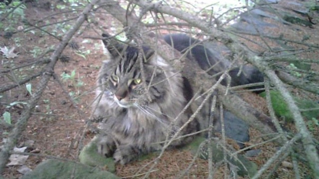 Officials: Don't leave pets out in the cold