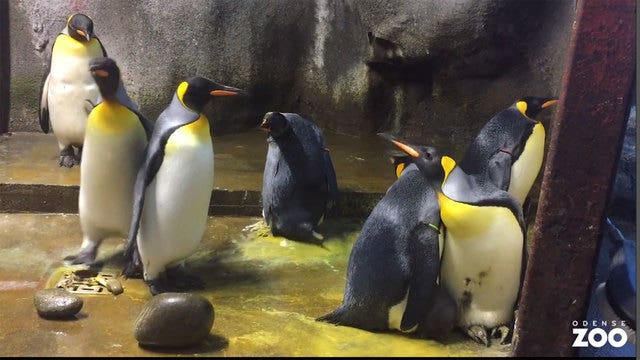 Gay penguins 'kidnap' chick from 'bad' parents