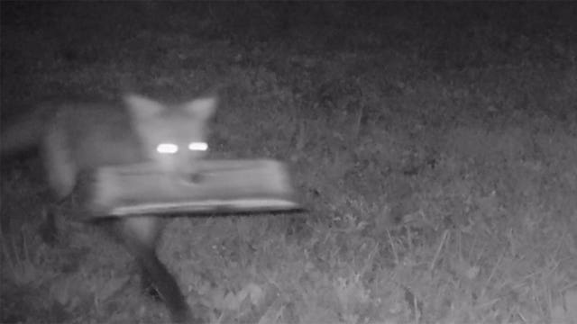 Foxes steal newspapers from neighborhood