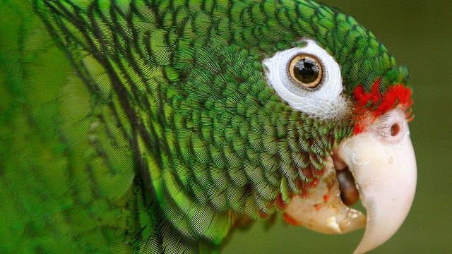 Police called after man argues with a parrot