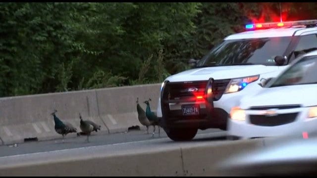 2 of 4 peacocks found safe in Philadelphia